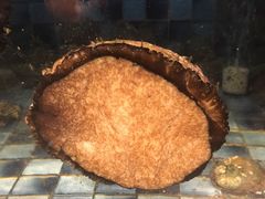 -官也街澳门火锅(新源里店)