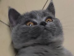 -猫大福·Fortune Cat猫舍(百子湾店)
