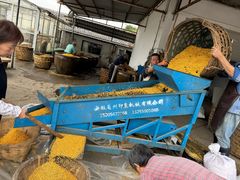 -苏州市吴中区光福窑上花果蜜饯厂