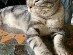 -猫猫幼稚园·撸猫·桌游·电玩