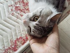 -徐记炭火铜锅手切鲜羊肉(塔湾直营店)