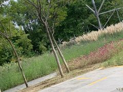 -昆山城市生态森林公园