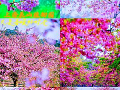 -上海辰山植物园
