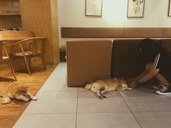 -柴务处·柴犬主题狗咖