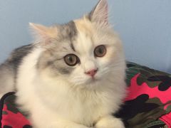 -喵的天空名猫咖啡馆·撸猫·猫舍·用品