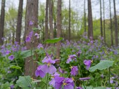 -上海共青森林公园