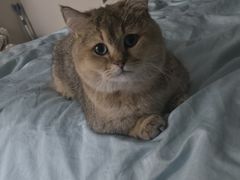 -瑞鹏宠物医院·普外科·影像科·皮肤科(城市山谷分院)