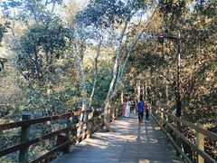 -野象谷景区