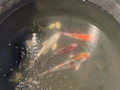 -萌兽医馆·眼科·异宠专科(三里屯店)