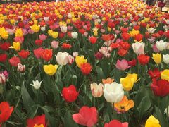 -洛阳郁金香牡丹园