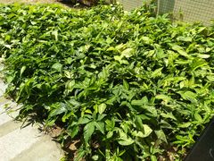 -广州市番禺中心医院(主院区)