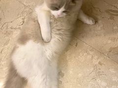 -当汪遇见喵宠物店