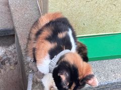 -正宗杨记普洱酸醋米线(总店)