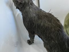 -爱洗澡的猫(望京店)