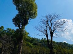 -中山市树木园