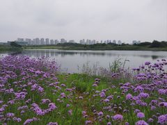 -洋湖国家湿地公园