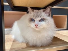 -瞄一喵猫咖(格力海岸店)
