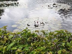 -荔湾湖公园