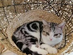-飞行喵MR PILOT|猫舍·猫咖(静安大融城店)