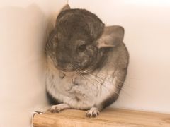 -龙猫仔乐园(惠福东路店)