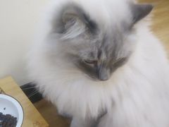 -滚猫咖啡·猫咖·猫友好撸猫(未来城店)