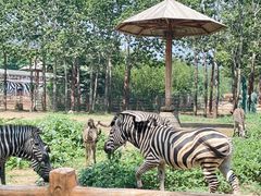 -大连森林动物园