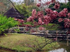 -中国科学院西双版纳热带植物园