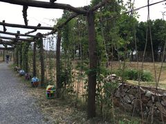 -田园东方蜜桃村的田野营地