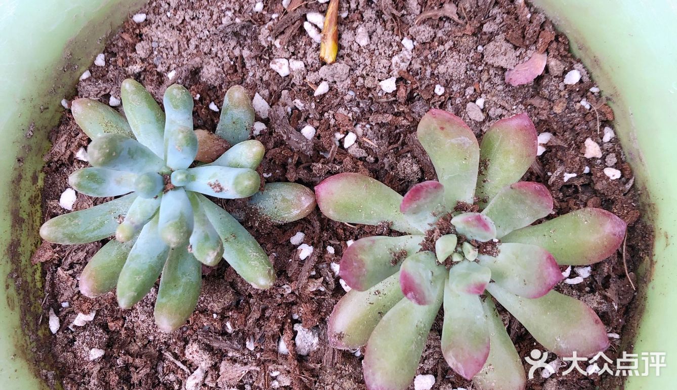 宅家的空闲时间多了,春天也到了,就忍不住买了好多小多肉