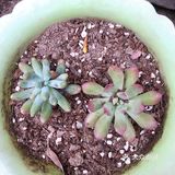 宅家的空闲时间多了,春天也到了,就忍不住买了好多小多肉