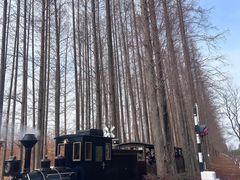 -黄海国家森林公园