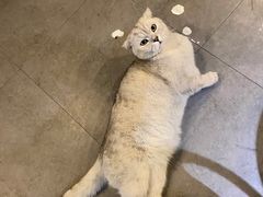 -Mr.Fox狐狸先生超级密室(南山店)