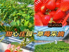 -甜心庄园·甜心草莓采摘园(西青中北店)