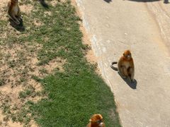 -西霞口神雕山野生动物世界