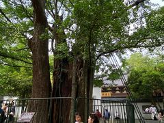 -西湖风景区十里琅珰-五云山