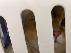 -关爱宠物医院·猫科中心·消化科(滨湖万达分院)