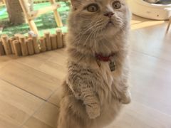 -唐小姐の私宠·宠物洗护美容·撸猫馆·购宠(周浦万达旗舰店)