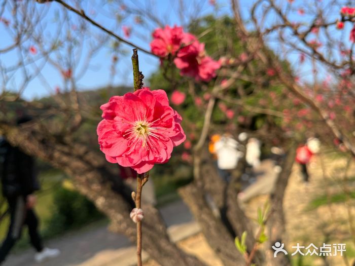 南国桃园旅游度假区图片