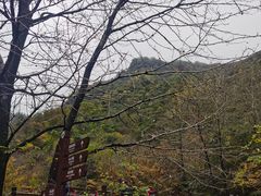 -青峰峡国家森林公园