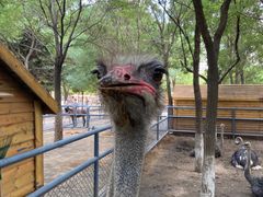 -长白岛森林公园