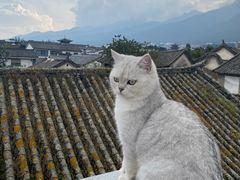 -喵屿·大理花园猫咖