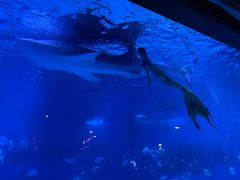 -烟台海昌鲸鲨海洋公园
