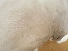 -爱洗澡的猫(天河路店)