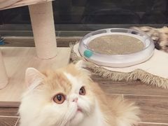 -猫大福·Fortune Cat猫舍(百子湾店)