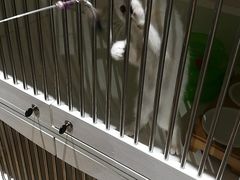 -东方名猫馆·英短金渐层布偶猫舍(环线广场1号楼店)