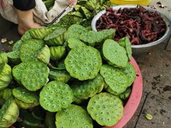 -洪湖生态旅游区