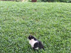 猫猫-晓港公园