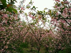 -昆山城市生态森林公园