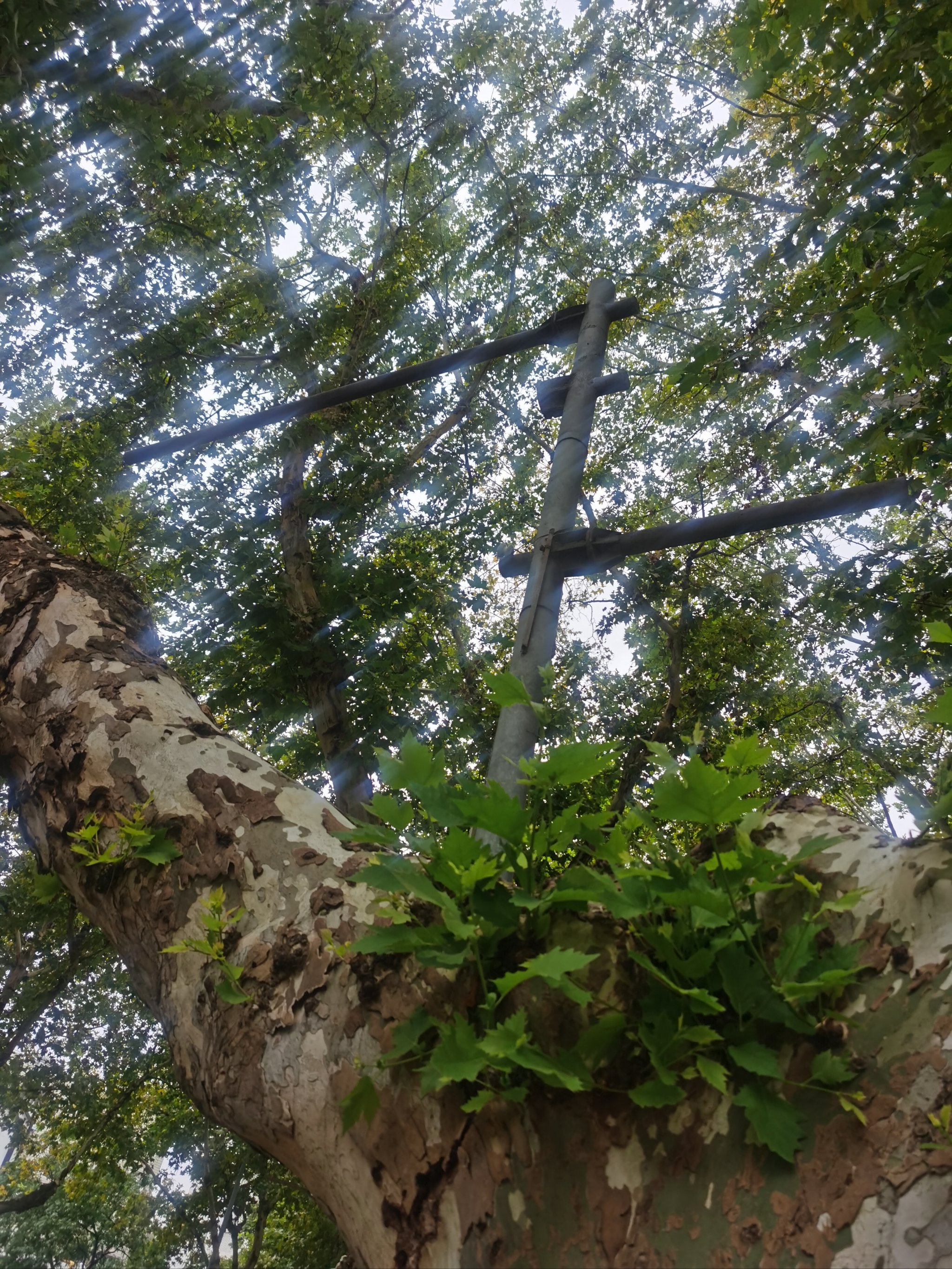 0元玩转这座城路边的树,身姿妖娆,形态各异
