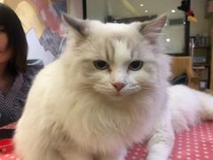 -滚猫咖啡·猫咖·猫友好撸猫(未来城店)